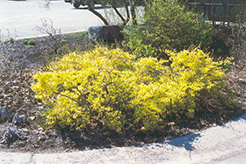 Happy Centennial Forsythia (Forsythia 'Happy Centennial') at Lakeshore Garden Centres