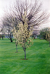 Common Pear (Pyrus communis) at Lakeshore Garden Centres