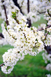Vanier Plum (Prunus 'Vanier') at Lakeshore Garden Centres