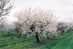 Vanier Plum (Prunus 'Vanier') at Lakeshore Garden Centres