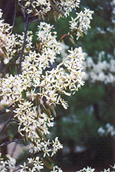 Prince William Serviceberry (Amelanchier canadensis 'Prince William') at Lakeshore Garden Centres