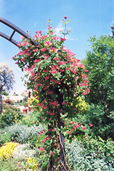 Goldflame Honeysuckle (Lonicera x heckrottii) at Green Thumb Garden Centre