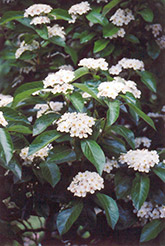 Lavalle Hawthorn (Crataegus x lavallei) at Lakeshore Garden Centres