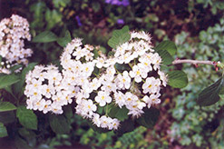 Ohio Pioneer Hawthorn (Crataegus punctata 'Ohio Pioneer') at Lakeshore Garden Centres