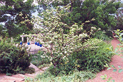 Ohio Pioneer Hawthorn (Crataegus punctata 'Ohio Pioneer') at Lakeshore Garden Centres