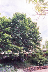 Gray Alder (Alnus incana) at Lakeshore Garden Centres