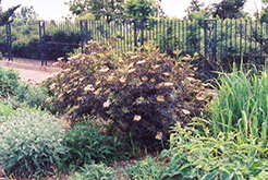 Guincho Purple Elder (Sambucus nigra 'Guincho Purple') at Lakeshore Garden Centres