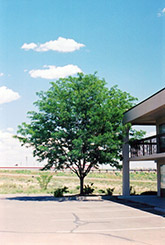 Thornless Honeylocust (Gleditsia triacanthos 'var. inermis') at Lakeshore Garden Centres