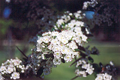 Cockspur Hawthorn (Crataegus crus-galli) at Lakeshore Garden Centres