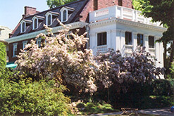 Beautybush (Kolkwitzia amabilis) at Peter Knippel Garden Centre