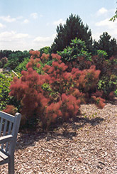 Purple Smokebush (Cotinus coggygria 'Atropurpurea') at Lakeshore Garden Centres