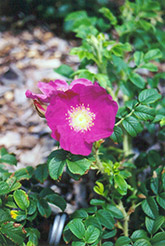 Frau Dagmar Hartopp Rose (Rosa 'Frau Dagmar Hartopp') at Lakeshore Garden Centres
