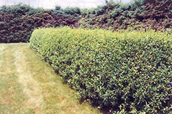 Cheyenne Common Privet (Ligustrum vulgare 'Cheyenne') at Lakeshore Garden Centres