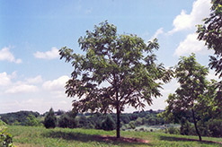 North Platte English Walnut (Juglans regia 'North Platte') at Lakeshore Garden Centres