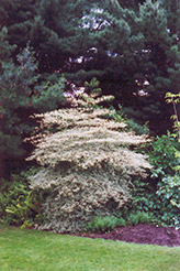 Variegated Pagoda Dogwood (Cornus alternifolia 'Argentea') at Lakeshore Garden Centres