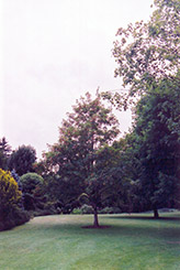 Erythrocarpum Sycamore Maple (Acer pseudoplatanus 'Erythrocarpum') at Lakeshore Garden Centres