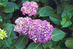 Europa Hydrangea (Hydrangea macrophylla 'Europa') at Lakeshore Garden Centres