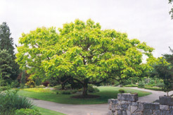 Golden Catalpa (Catalpa bignonioides 'Aurea') at Lakeshore Garden Centres