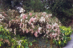Pearl Meidiland Rose (Rosa 'Pearl Meidiland') at Lakeshore Garden Centres