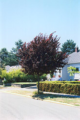 Newport Plum (Prunus cerasifera 'Newport') at Golden Acre Home & Garden