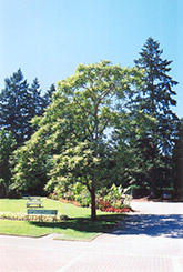 Tree of Heaven (Ailanthus altissima) at Lakeshore Garden Centres