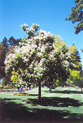 Southern Catalpa (Catalpa bignonioides) at Lakeshore Garden Centres