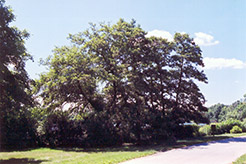 Italian Alder (Alnus cordata) at Lakeshore Garden Centres