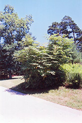 Hercules Club (Aralia spinosa) at Lakeshore Garden Centres