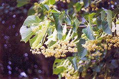 American Linden (Tilia americana) at Golden Acre Home & Garden