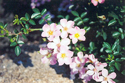 Essex Rose (Rosa 'Essex') at Lakeshore Garden Centres