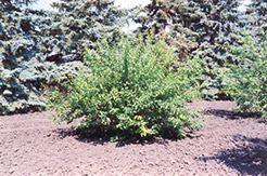 Sapa Cherry-Plum (Prunus 'Sapa') at Lakeshore Garden Centres