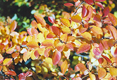 Szechuan Fire Cotoneaster (Cotoneaster ignavus) at Lakeshore Garden Centres