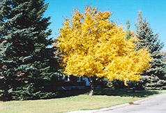 Siberian Crab Apple (Malus baccata) at Lakeshore Garden Centres