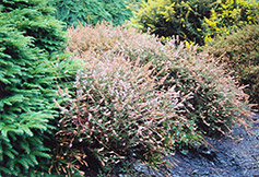 Spiked Heather (Calluna vulgaris 'Spicata') at Lakeshore Garden Centres