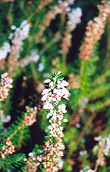 Scotch Heather (Calluna vulgaris) at Lakeshore Garden Centres