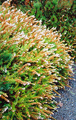 Scotch Heather (Calluna vulgaris) at Lakeshore Garden Centres