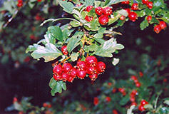 English Hawthorn (Crataegus laevigata) at Lakeshore Garden Centres