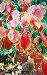 Jelena Witchhazel (Hamamelis x intermedia 'Jelena') at Lakeshore Garden Centres