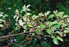 Italian Alder (Alnus cordata) at Lakeshore Garden Centres