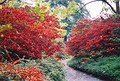 Japanese Snowball Viburnum (Viburnum plicatum) at Lakeshore Garden Centres