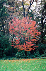 Spire Flowering Cherry (Prunus 'Spire') at Lakeshore Garden Centres
