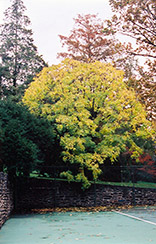 Castor Aralia (Kalopanax pictus) at Lakeshore Garden Centres