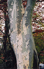 London Planetree (Platanus x acerifolia) at Mainescape Nursery