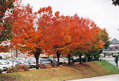 Green Vase Zelkova (Zelkova serrata 'Green Vase') at Lakeshore Garden Centres