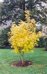 Golden European Ash (Fraxinus excelsior 'Aurea') at Lakeshore Garden Centres
