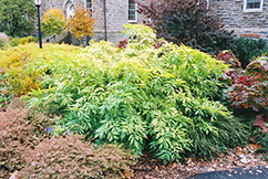 Golden European Elder (Sambucus nigra 'Aurea') at Lakeshore Garden Centres