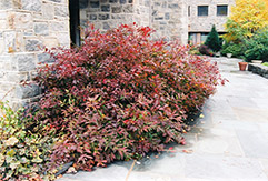 Virginia Sweetspire (Itea virginica) at Lakeshore Garden Centres