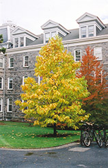 Cucumber Magnolia (Magnolia acuminata) at Lakeshore Garden Centres