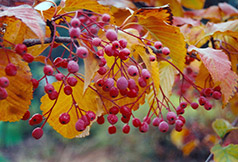 Korean Mountain Ash (Sorbus alnifolia) at Lakeshore Garden Centres