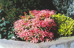 Bert Chandler Japanese Pieris (Pieris japonica 'Bert Chandler') at Lakeshore Garden Centres